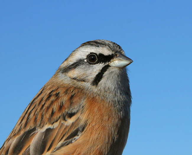 Zigolo muciatto (Emberiza cia)